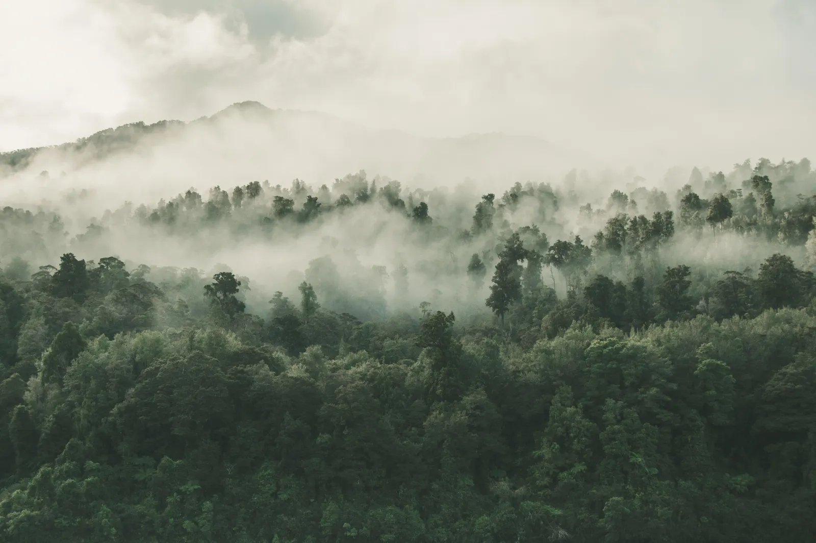 Aerial view of a green forest canopy